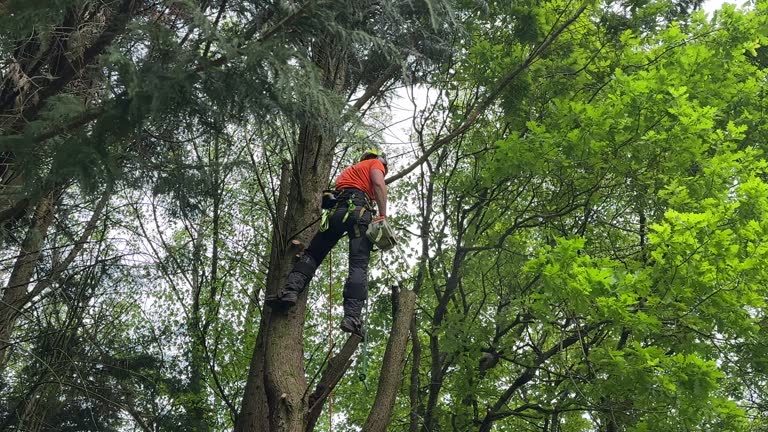 How Our Tree Care Process Works  in  North Bethesda, MD